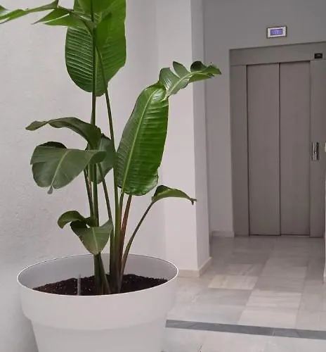 El 2 De Flamenco Atico 3ºa Daire Cadiz